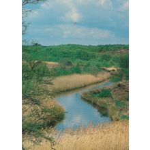 Dunwich Heath Suffolk Docwra's Ditch Postcard