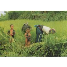 Following Mother To The Field Fruit Picking Workers Vietnam Postcard