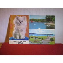 multiview, POOLE, Dorset. . used postcard by Colourmaster 1971 pm white kitten =