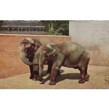 Hosbie & Jumbo 2x Indian Elephants Unidentified Zoo 1970s Postcard