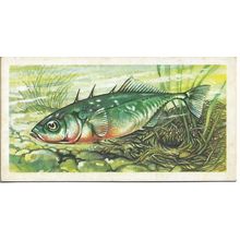 Freshwater Fish 1960 Brooke Bond Tea Card 36 - Three-Spined Stickleback