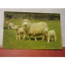 a EWE AND THREE LAMBS used postcard 1979 pm ... SHEEP =