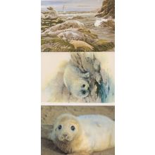 Grey Seals Painting 3x Stunning Seal Postcard s