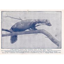 London Marten Squirrel Animal Book Advertising Postcard