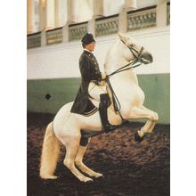 Levade Spanish Riding School Of Vienna Postcard
