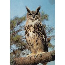 Eagle Owl at Norfolk Wildlife Park 1970s Postcard