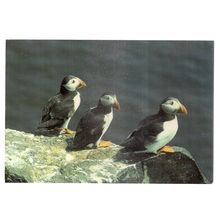 PUFFIN....used postcard 1991 postmark =
