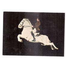 VIENNA, SPANISH RIDING SCHOOL unused vintage postcard white horses (d) #