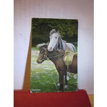'COMPANIONS', HORSES used antique postcard Wildt & Kray RP 1906 pm =