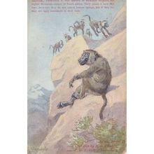 Baboon Apes Furzedown Training College London 1910 Postcard