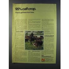 1981 Norden Vibrio/Leptoferm-5 Ad - 95% Calf Crop