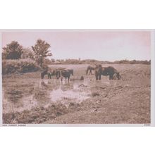 New Forest Ponies New Forest Hampshire Postcard (QHAM167)