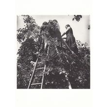 Plum Trees Saving Preserve Crop 1942 WW2 Photo Postcard