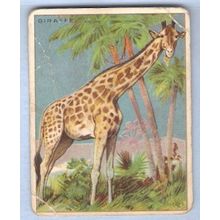 Tobacco Card ~ Company: American Tobacco Company Brand: Hassan Cork Tip Ci~46