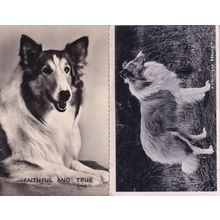 A Conscious Beauty Faithful & True 2x Rough Collie Real Photo Postcard s