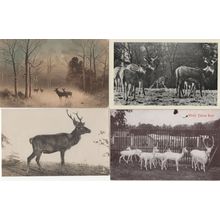 White Fallow Deer Woburn Park Painting 4x Antique Deers Postcard