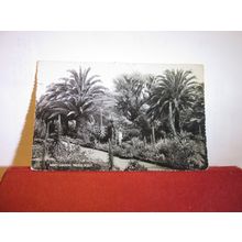 ABBEY GARDENS, TRESCO, ISLES OF SCILLY used postcard RP by James Gibson 1960s =