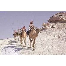 Camel Caravan Riding Arabian 1980s Rare Photo Postcard