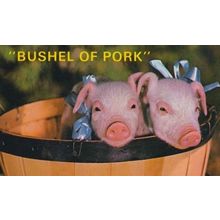 Bushel Of Pork State American Pig Postcard