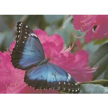 Morpho Menelaus Brazil Brazilian Butterfly Postcard