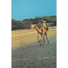 Camel Race Racing Arabian Sports Photo Postcard