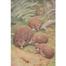 Stag Beetle & Hedgehogs Medici Old Postcard