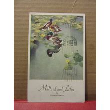 MALLARD and LILLIES by Vernon Ward DUCK used postcard Valentine 1958 pm #