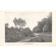 Quiet Path in Ottershaw Surrey Beautiful Gardens Antique Postcard