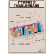 Structure of the cell membrane2 Poster Canvas Movie Film Print A0 A1 A2 A3 A4 A5