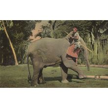 Ceylon Indian Man Riding Elephant Trunk 1960s Postcard
