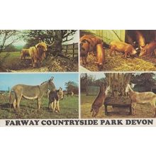 Farway Countryside Zoo Park Devon Postcard