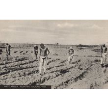 South Africa Planting Ground Nuts Industry Agriculture Old Postcard