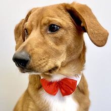 Black Satin Bowtie Collar Medium