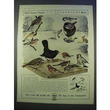 1955 Shell Oil Ad - No. 2 Birds by Maurice Wilson
