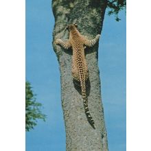 African Leopard Shinning Tree Climbing Kenya Postcard