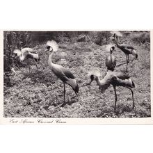 East African Crowned Crane Bird Postcard