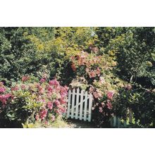 Old Vicarage Gardens East Ruston Gate Rare Norfolk Postcard
