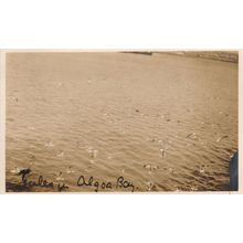 Algoa Bay Birds South Africa Antique Photo Postcard
