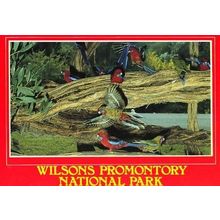 Wilsons Promontory National Park Crimson Rosella Australia Australian Postcard