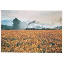 Train at Hex River Valley in Cape Farm South Africa Autumn Postcard