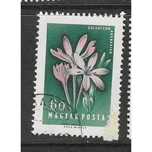 HUNGARY 1958 FLOWERS 60f USED SG1522