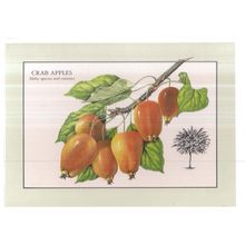 CRAB APPLES... . unused vintage postcard by The Reader's Digest. 1977 =