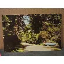 IN THE NEW FOREST used postcard 1969 postmark =
