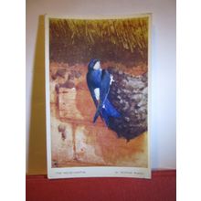 THE HOUSE-MARTIN by Winifred Austen unused postcard by Valentine bird series #