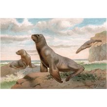 HOOKER’S SEA-LION 1894 Pierre Jacques Smit VICTORIAN CHROMOLITHOGRAPH