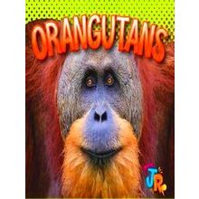 Awesome Animal Lives Orangutans