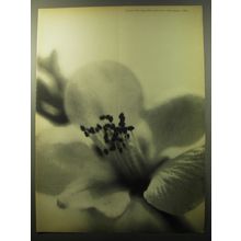 1960 Henri Bendel Fashion Ad - Fashion is flowering