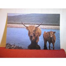 HIGHLAND COW WITH CALF, Scotland unused vintage postcard by W. S. Thomson =