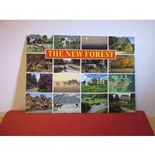 multiview, THE NEW FOREST unused postcard by J. Salmon 16 views =