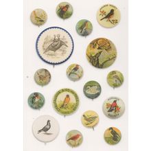 Bird Audubon Society Wren Turkey Birds Old Button Badge Postcard